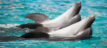 The best marine park and dolphinarium in Costa del Sol