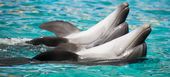 The best marine park and dolphinarium in Costa del Sol