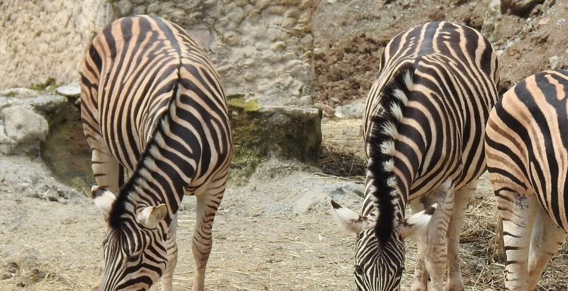 Safari Park in Estepona Selwo Aventura