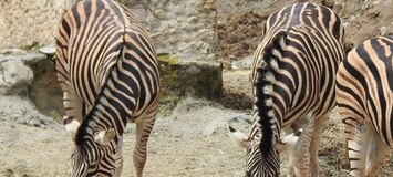 Safari Park in Estepona Selwo Aventura