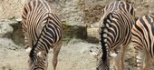 Safari Park in Estepona Selwo Aventura